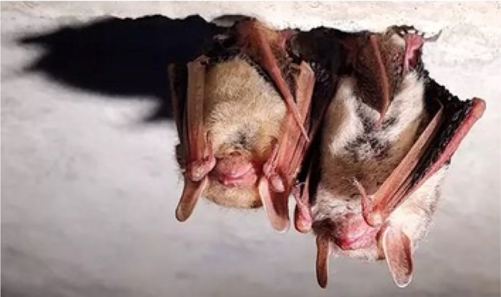 Bat In Fall Bats roosting in buildings? Fall is the time for exclusions – ECB ...